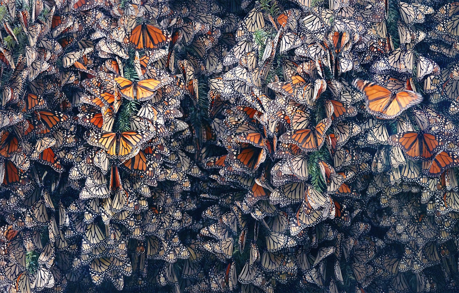 monarksommerfuglene monarksommerfuglene Tim Flach